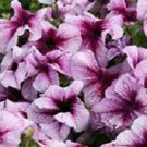 OKAOKEIYA Poppy Seeds Cascade Pocket Poppy 10,000 FLOWER SEEDS