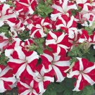 OKAOKEIYA Poppy Seeds Cascade Pocket Poppy 10,000 FLOWER SEEDS