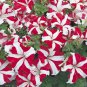 OKAOKEIYA Poppy Seeds Cascade Pocket Poppy 10,000 FLOWER SEEDS