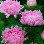 50 Peony Aster Seeds Duchess Coral Rose FLOWER SEEDS Paeony