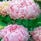 50 Peony Aster Seeds Duchess Apricot FLOWER SEEDS Paeony