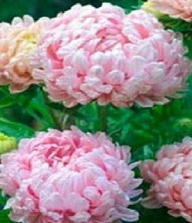 50 Peony Aster Seeds Duchess Apricot FLOWER SEEDS Paeony