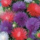 100 Seeds Aster Seastar Mix FLOWER SEEDS
