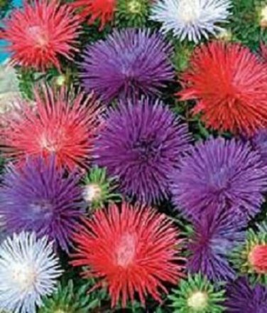 100 Seeds Aster Seastar Mix FLOWER SEEDS