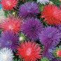100 Seeds Aster Seastar Mix FLOWER SEEDS