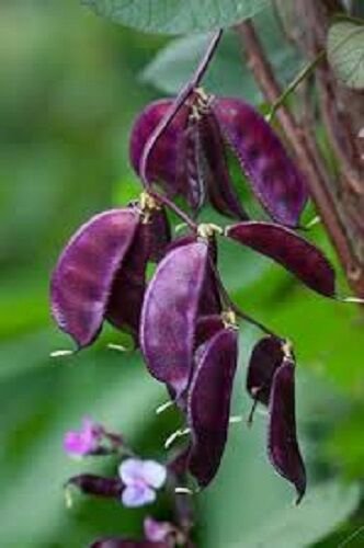 25 Hyacinth Bean Seeds Purple Bean Seeds Lablab Seeds Dolichos Seeds