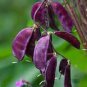 25 Hyacinth Bean Seeds Purple Bean Seeds Lablab Seeds Dolichos Seeds