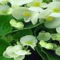 50 Pelleted Begonia Seeds Hot Tip White Seeds