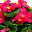 50 Pelleted Begonia Seeds Hot Tip Rose Seeds