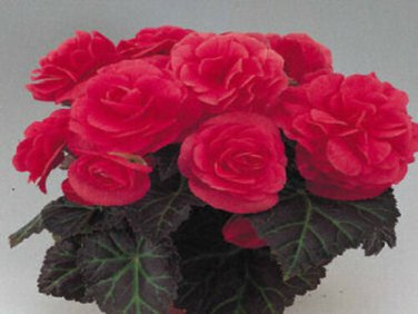 Begonia Seeds 15 Nonstop Mocca Pink Pelleted Seeds