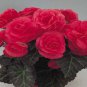 Begonia Seeds 15 Nonstop Mocca Pink Pelleted Seeds