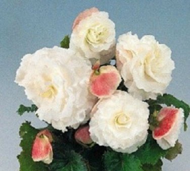 15 Nonstop Tuberous White Begonia Seeds Pelleted