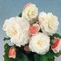 15 Nonstop Tuberous White Begonia Seeds Pelleted