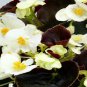 50 Pelleted Begonia Seeds Chocolates White BUY FLOWER SEEDS