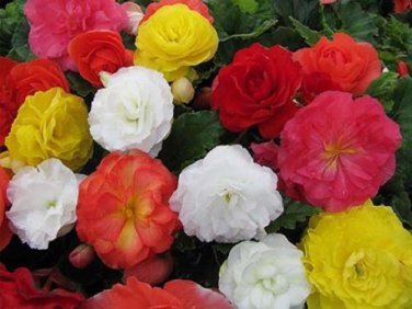 Begonia Seeds Nonstop Mix 15 Pelleted Seeds