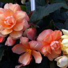 15 Begonia Seeds Illumination Peaches Cream Pelleted Seeds