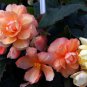 15 Begonia Seeds Illumination Peaches Cream Pelleted Seeds