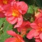 15 Begonia Seeds Illumination Salmon Pink Pelleted Seeds