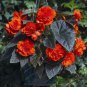 15 Pelleted Begonia Seeds Begonia Go Go Orange Gogo Series Begonia