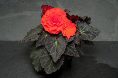 Begonia Seeds Nonstop Mocca Orange 15 Pelleted Seeds