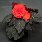 Begonia Seeds Nonstop Mocca Orange 15 Pelleted Seeds