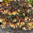Begonia Seeds Bossa Nova Yellow  Trailing Begonia 15 Pelleted Seeds NEW!!