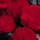 Begonia Seeds 15 Pelleted Begonia Seeds Go Go Scarlet Gogo Series Begonia