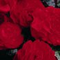 Begonia Seeds 15 Pelleted Begonia Seeds Go Go Scarlet Gogo Series Begonia
