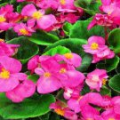 50 Pelleted Begonia Seeds Hot Tip Light Pink Seeds