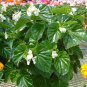 Begonia Seeds Higro White 50 Pelleted Seeds flower seeds Wax Begonia Seeds