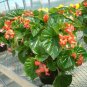 Begonia Seeds Higro Red 50 Pelleted Seeds flower seeds Wax Begonia Seeds