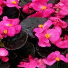 50 Pelleted Begonia Seeds Chocolates Rose Wax Begonia Seeds