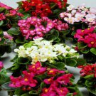 50 Begonia Seeds Pelleted Begonia Seeds Hot Tip Mix Seeds