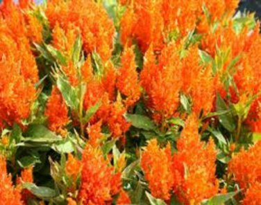 50 Celosia Seeds Fresh Look Orange Seeds FRESH LOOK CELOSIA
