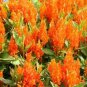 50 Celosia Seeds Fresh Look Orange Seeds FRESH LOOK CELOSIA