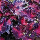 Coleus Seeds 50 Black Dragon Coleus SEEDS