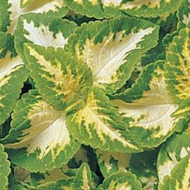 Coleus Seeds Wizard Jade Seeds 50 Seeds