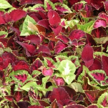 300 Coleus Rainbow Mix Coleus SEEDS "non pelleted"