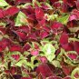 300 Coleus Rainbow Mix Coleus SEEDS "non pelleted"