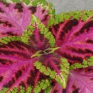 50 Coleus Seeds Jazz Rose Plant Seeds