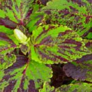 50 Coleus Seeds Jazz Marble Plant Seeds Garden Starts Nursery