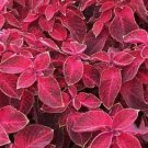 Coleus Seeds Wizard Sun Series Velvet Red 50 Seeds