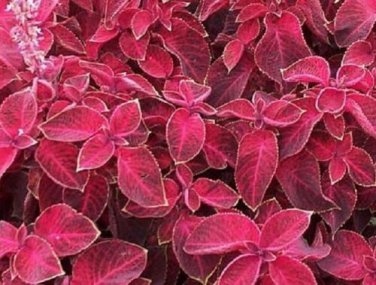 Coleus Seeds Wizard Sun Series Velvet Red 50 Seeds