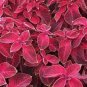 Coleus Seeds Wizard Sun Series Velvet Red 50 Seeds