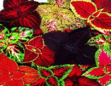 Coleus Seeds 50 Seeds Rainbow Grimes Mix Flower Seeds