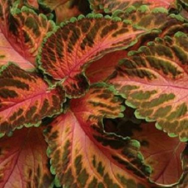 50 Coleus Seeds Wizard Coral Sunrise Seeds