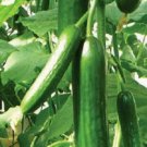 250 Cucumber Seeds Muncher GARDEN SEEDS