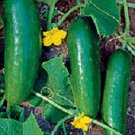 200 Ashley Cucumber Seeds 65 days Garden Seeds