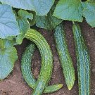 Vegetable Seeds 50 Seeds Suyo Long Cucumber Seeds