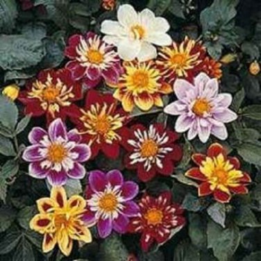 Dahlia Seeds Dandy Mix 50 Flower Seeds